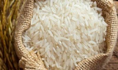 نظری: دستوری شدن قیمت برنج، تولیدکننده را متضرر می‌کند