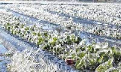 احتمال سرمازدگی محصولات کشاورزی در اواخر هفته