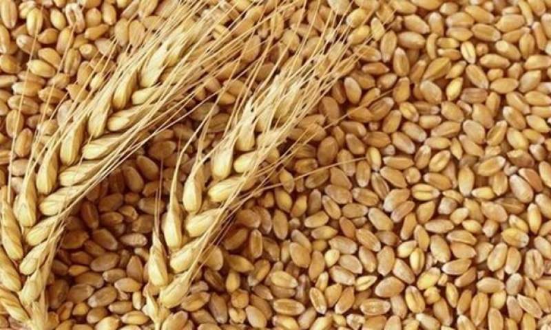گندم جهانی 26 دلار در یک روز گران شد