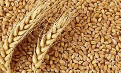 گندم جهانی 26 دلار در یک روز گران شد