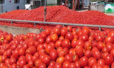 کامیون‌داران بار نزدند، قیمت گوجه فرنگی افزایش یافت