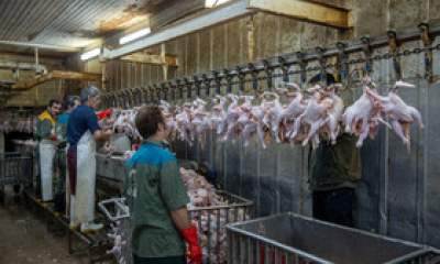 عرضه بیش از ۲۰۰ هزارتن گوشت انواع طیور در کشتارگاه‌های کشور