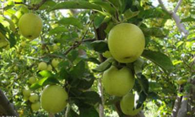 سیب پاک بدون باقیمانده سم و کود در مقیاس انبوه تولید شد