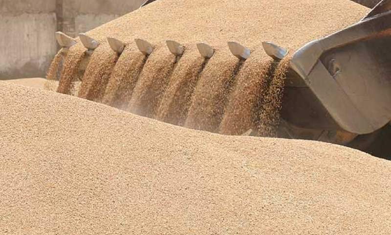 امکان ذخیره‌سازی کل گندم برداشت‌شده در خوزستان وجود دارد
