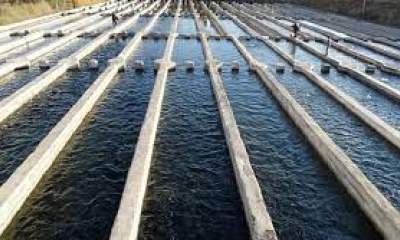 تولید ۱۰۰ تن ماهی خاویار در لرستان/امکان ارتقاء تا ۱۰ هزار تن
