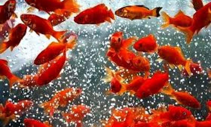 ماهی قرمزها را در آب‌های آزاد رها نکنید