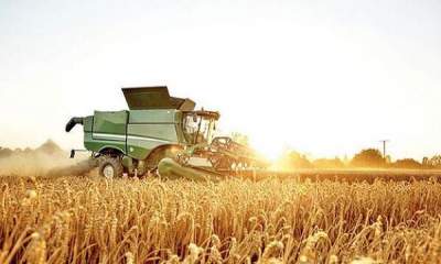 خرید ۱۰ میلیون و ۳۰۵ هزار تن گندم/امسال نیاز به واردات گندم برای تولید آرد نداشتیم